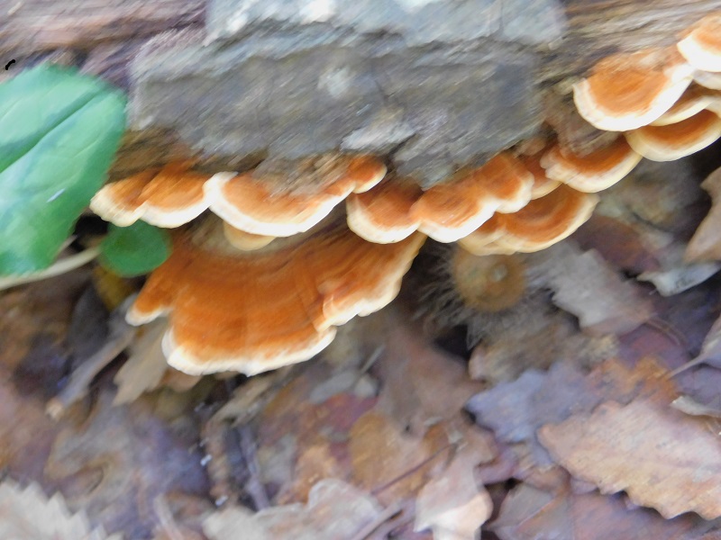 11 Fotogr.il 18.12.2021 sotto Leccio